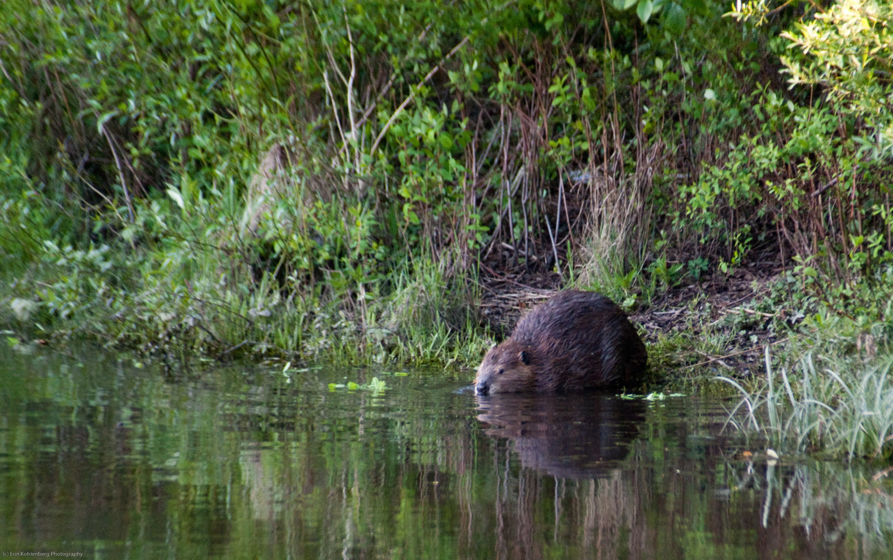 Big rodent